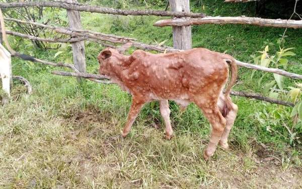 Narok Farmers over outbreak of lumpy skin disease