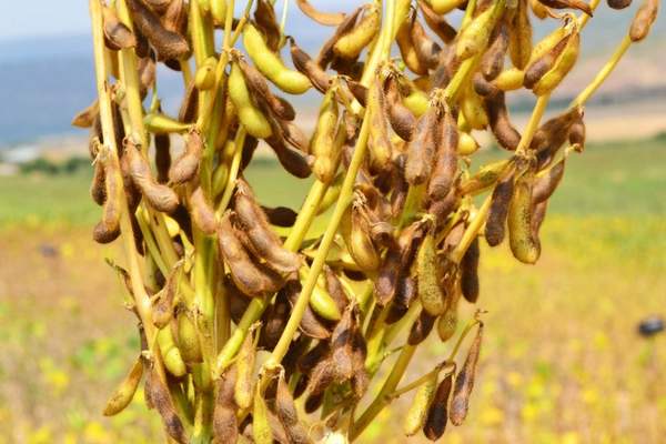 Soybean production set to increase 46% by 2027