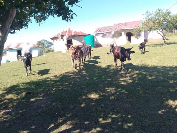 News24 | Woman arrested after police find seven dead cows, being eaten by dogs, on her homestead