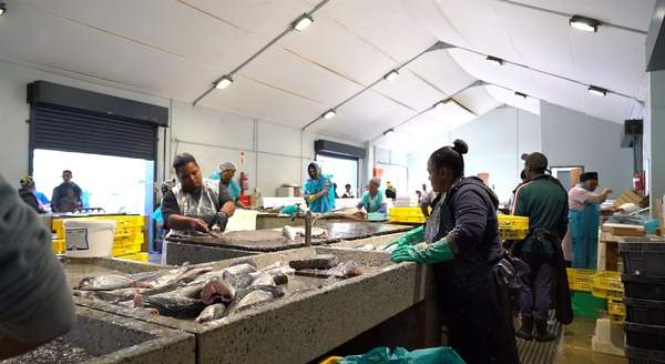 News24 | WATCH | 'It's going to be slow': Hout Bay fishers fear Easter sales slump