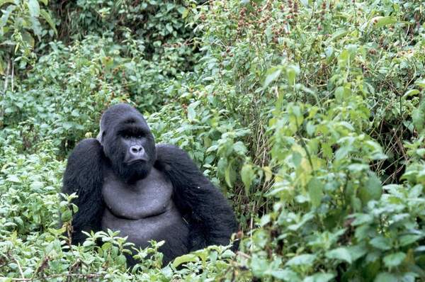 News24 | War-hit Congo park turns to chocolate gorillas in conservation push