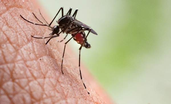 News24 | SA aims to eliminate malaria by 2030, but 96% of cases are imported from outside the country
