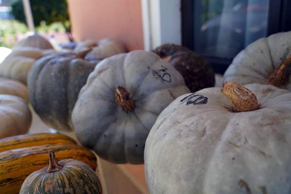 News24 | WATCH | How I turned my R350 Sassa grant into a growing vegetable garden business