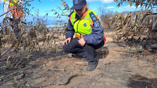 News24 | 'Only kindness we could offer was to end their pain': Cape Town blaze causes animal crisis